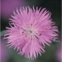 Nahaufnahme einer altrosa Federnelke (Dianthus plumarius), eine beliebte Staude für Gärten.