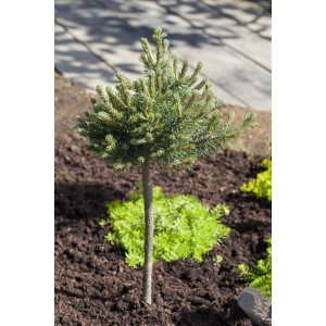 Kompakte Bergkiefer Pinus Mugo Mini Mops, 25–30 cm hoch, im Gartenbeet.