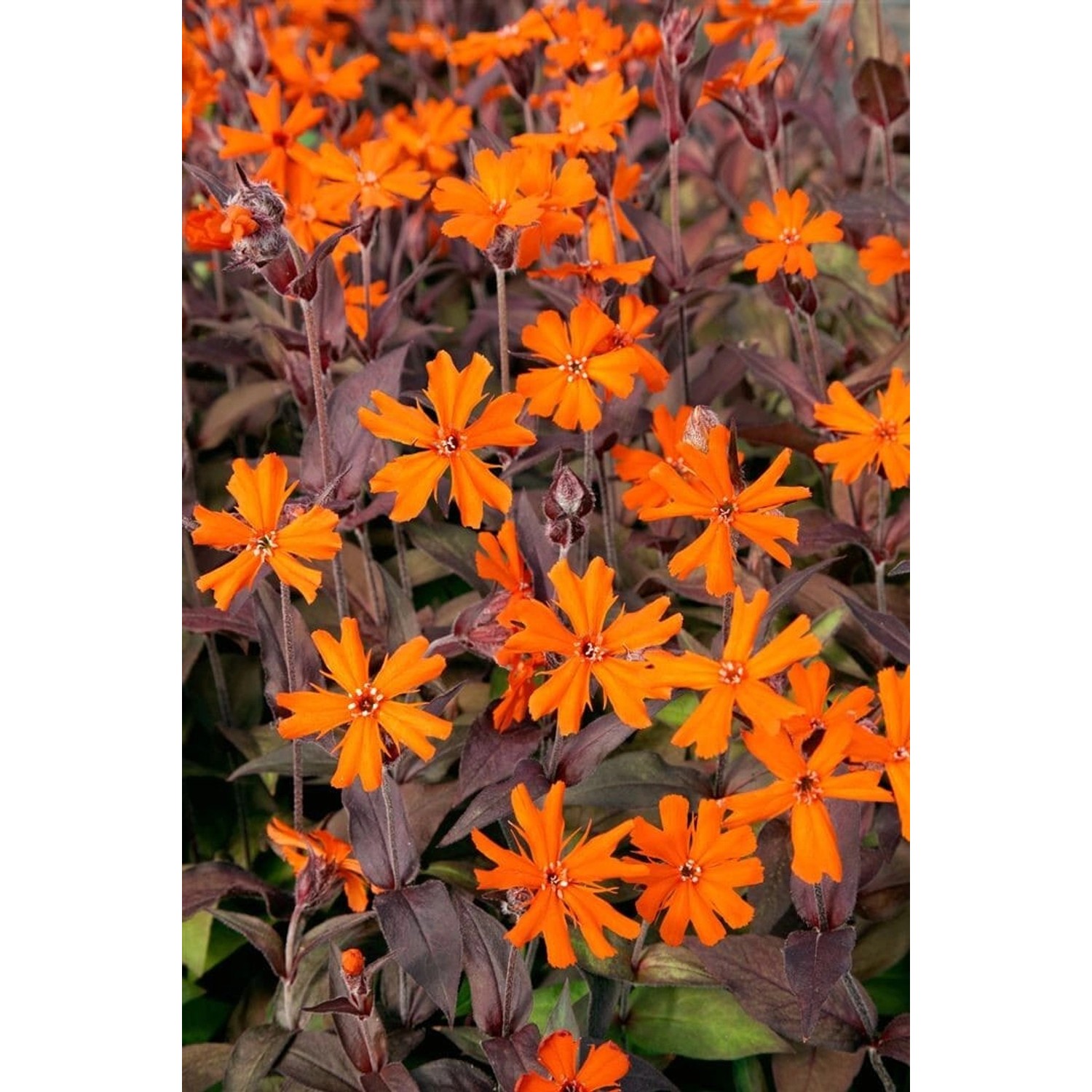Lychnis X Arkwrightii Orange Zwerg Brennende Liebe Ca. 11x11 cm Topf günstig online kaufen