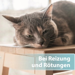 Katze entspannt auf Hocker. Felisept Hautpflegespray für Katzen bei Hautproblemen.
