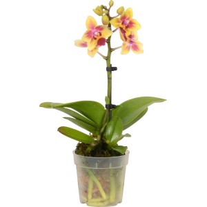 Mini Schmetterlingsorchidee (Phalaenopsis) im Topf, gelb-rote Blüten. Kompakte Zimmerpflanze.