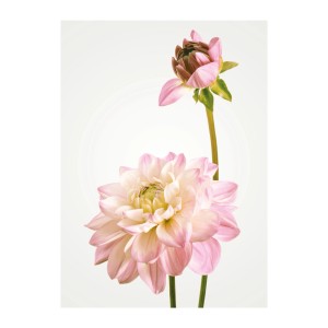 Komar Wandbild: Zarte rosa Dahlie, 30x40 cm. Elegantes Blumenbild für Ihr Zuhause.