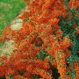 Feuerdorn 'Saphyr Orange' Heckenpflanze mit leuchtend orangefarbenen Beeren.