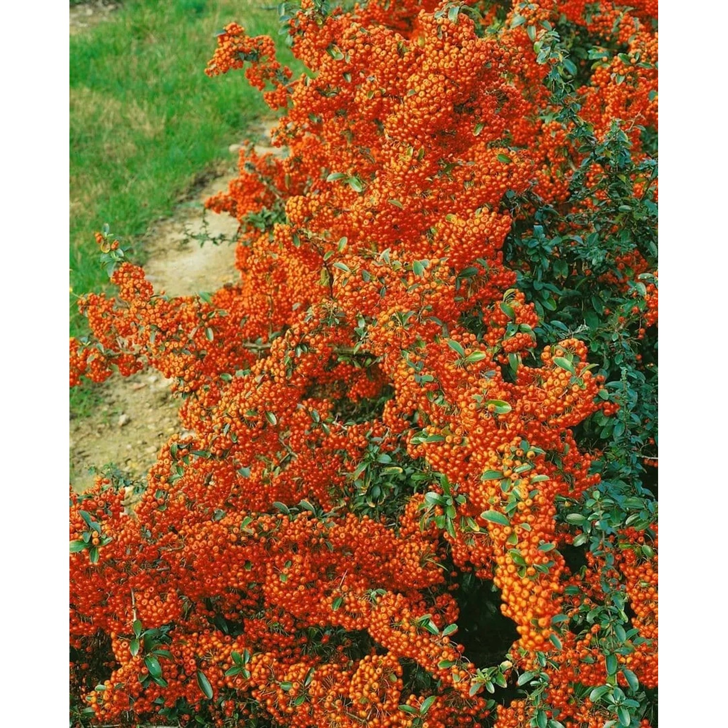 Feuerdorn 'Saphyr Orange' Heckenpflanze mit leuchtend orangefarbenen Beeren.