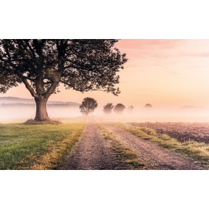 Komar Fototapete Vlies Misty Morning: Nebelverhangene Landschaft mit Baum und Weg.