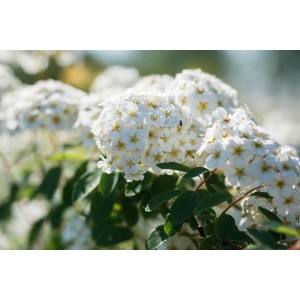 Nahaufnahme der weißen Blüten der Spiraea Vanhouttei Prachtspiere, Strauch für Garten und Beet.