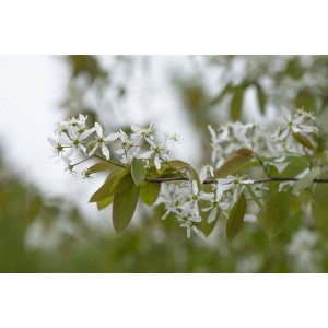 Blühende Kupfer-Felsenbirne (Amelanchier Laevis) mit weißen Blüten an einem Zweig.