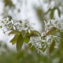 Blühende Kupfer-Felsenbirne (Amelanchier Laevis) mit weißen Blüten an einem Zweig.