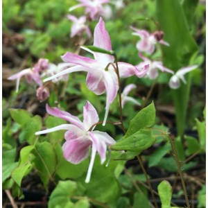 Zierliche Elfenblume Roseum (Epimedium youngianum) mit rosa-weißen Blüten im Garten.