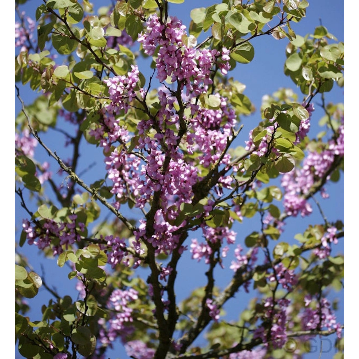 Gemeiner Judasbaum 80-100cm - Cercis siliquastrum günstig online kaufen