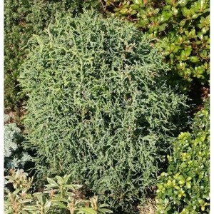 Korallenartige Scheinzypresse, Chamaecyparis lawsoniana, blaugrüne Benadlung, ca. 30-40cm hoch.