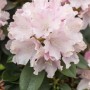 Nahaufnahme des Rhododendron Yak. Schneekrone Weiß mit zarten, hellrosa Blüten und grünen Blättern.