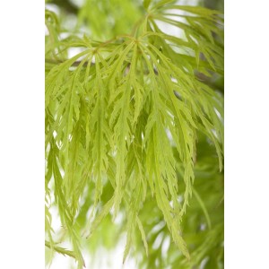 Detailaufnahme der filigranen, hellgrünen Blätter des Japanischen Ahorns 'Filigran'.