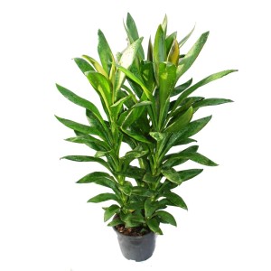 Grüne Keulenlilie (Cordyline fruticosa) im 19cm Topf. Dekorative Grünpflanze für den Innenbereich.