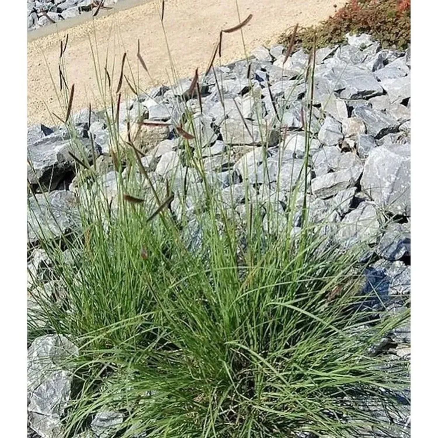 Moskitogras - großer Topf - Bouteloua gracilis