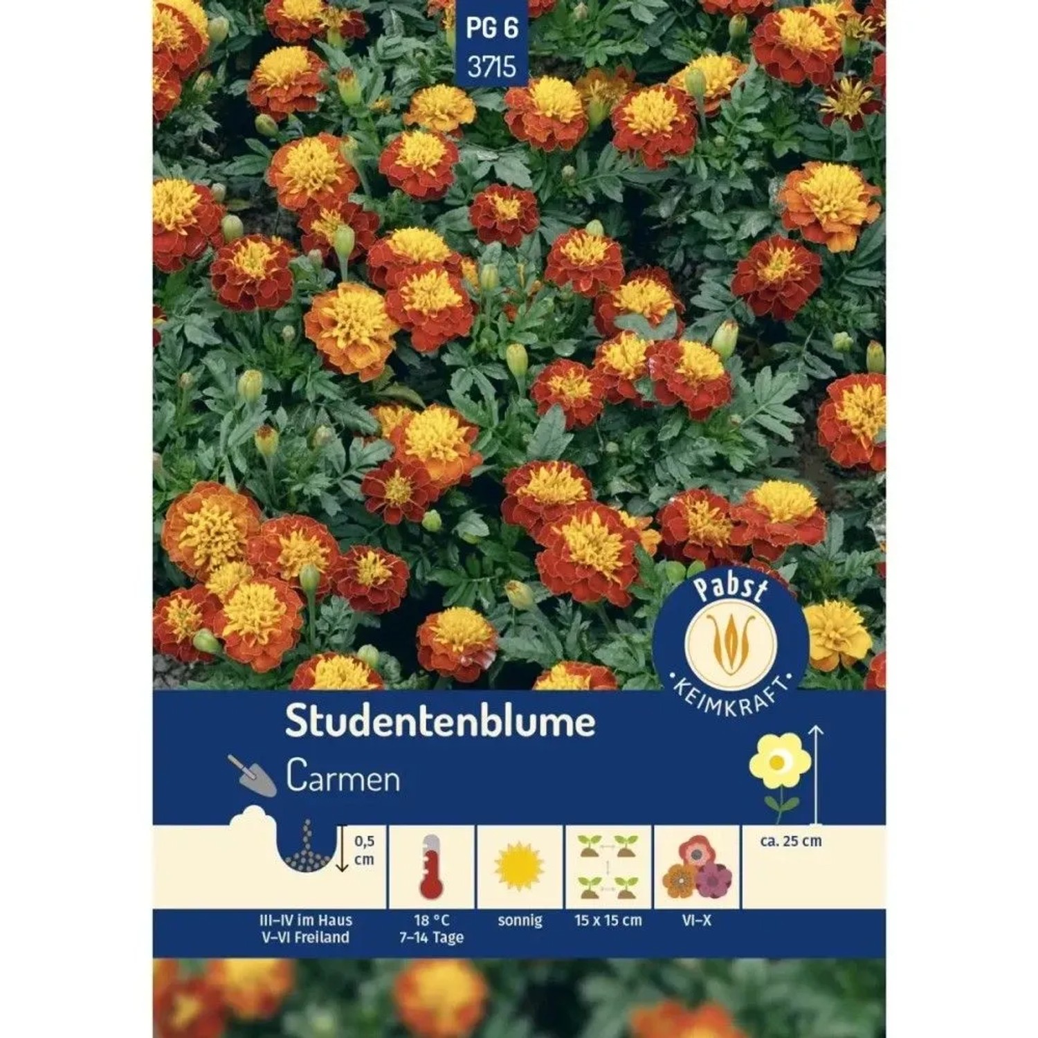Pabst Keimkraft Studentenblume Carmen Saatgut