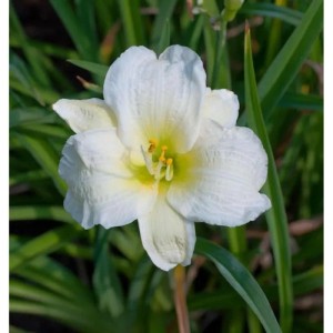 Nahaufnahme einer weißen Taglilie 'Gentle Shepherd' (Hemerocallis) im Garten.