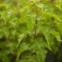 Junger Acer Ginnala Feuer-Ahorn (60–100 cm) mit grünen Blättern. Hausbaum für Garten und Beet.