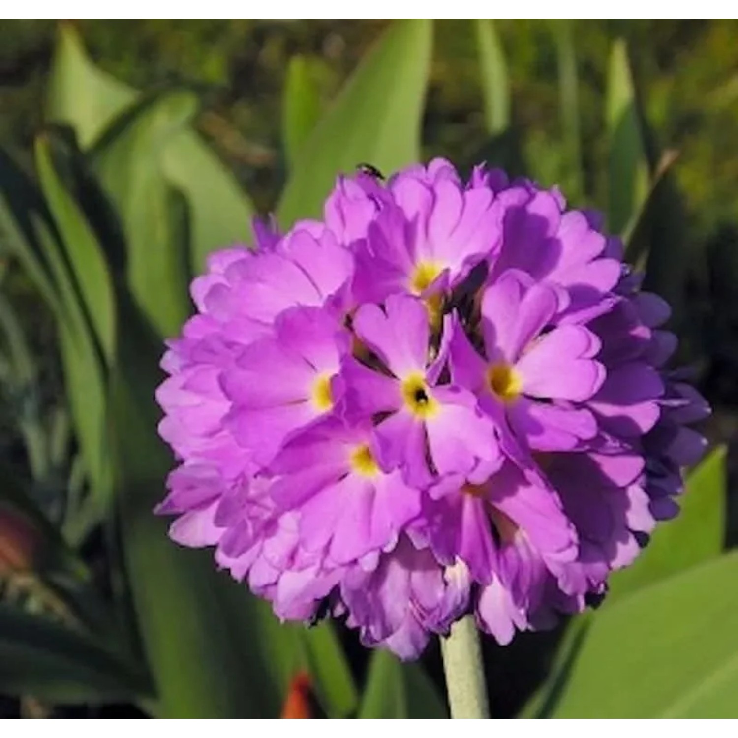 Kugelprimel Corolla Deep Rose - Primula denticulata