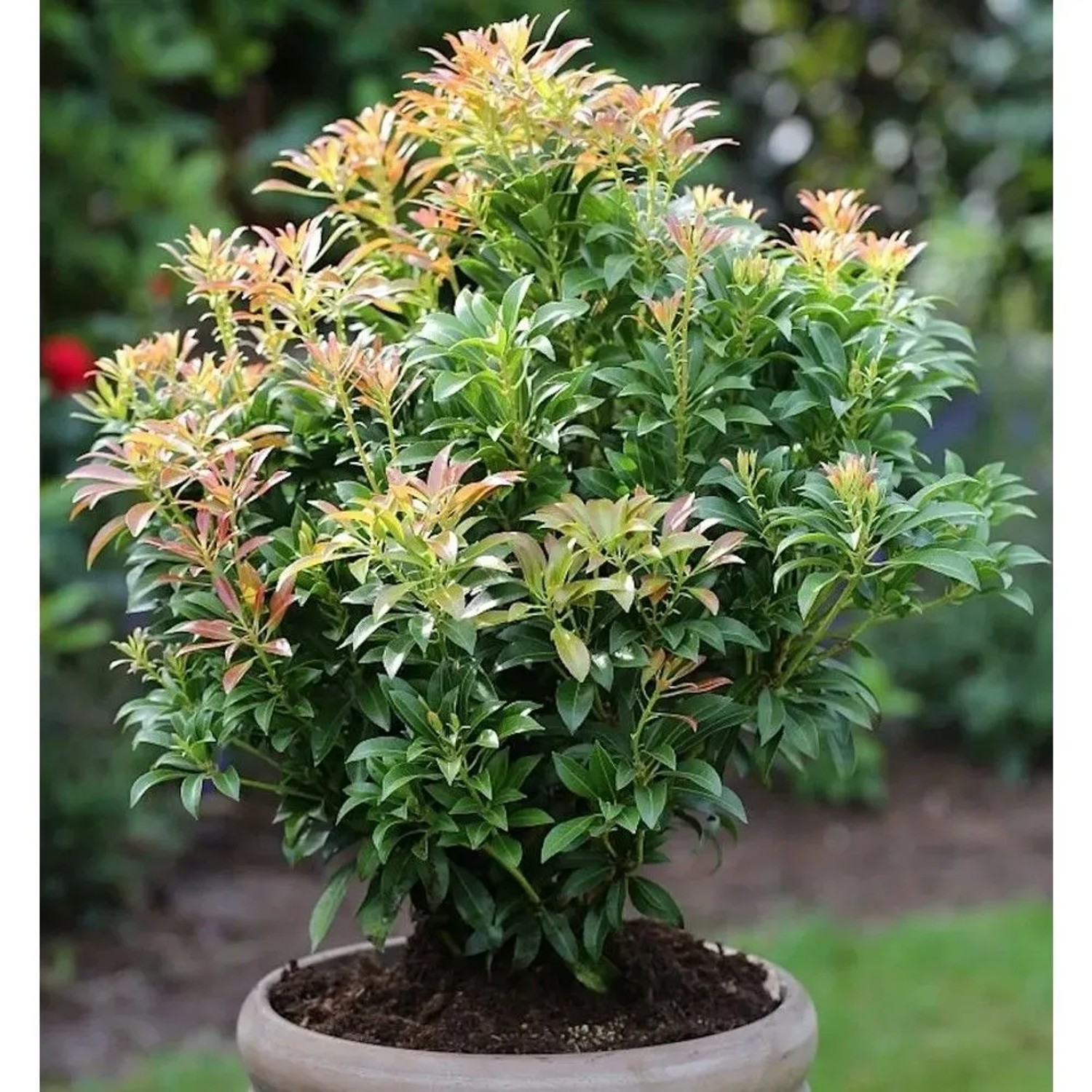 Schattenglöckchen Lavendelheide Passion 40-50cm - Pieris japonica
