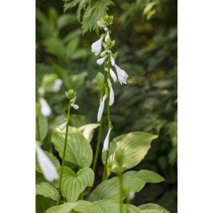 Duftende Funkie 'Royal Standard' mit weißen Blüten und grünen Blättern im Topf.