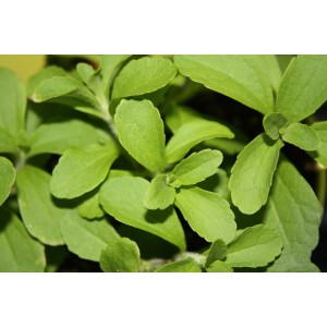 Frisches, grünes Süßkraut (Stevia) im Topf, ideal als natürlicher Zuckerersatz.