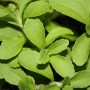 Frisches, grünes Süßkraut (Stevia) im Topf, ideal als natürlicher Zuckerersatz.