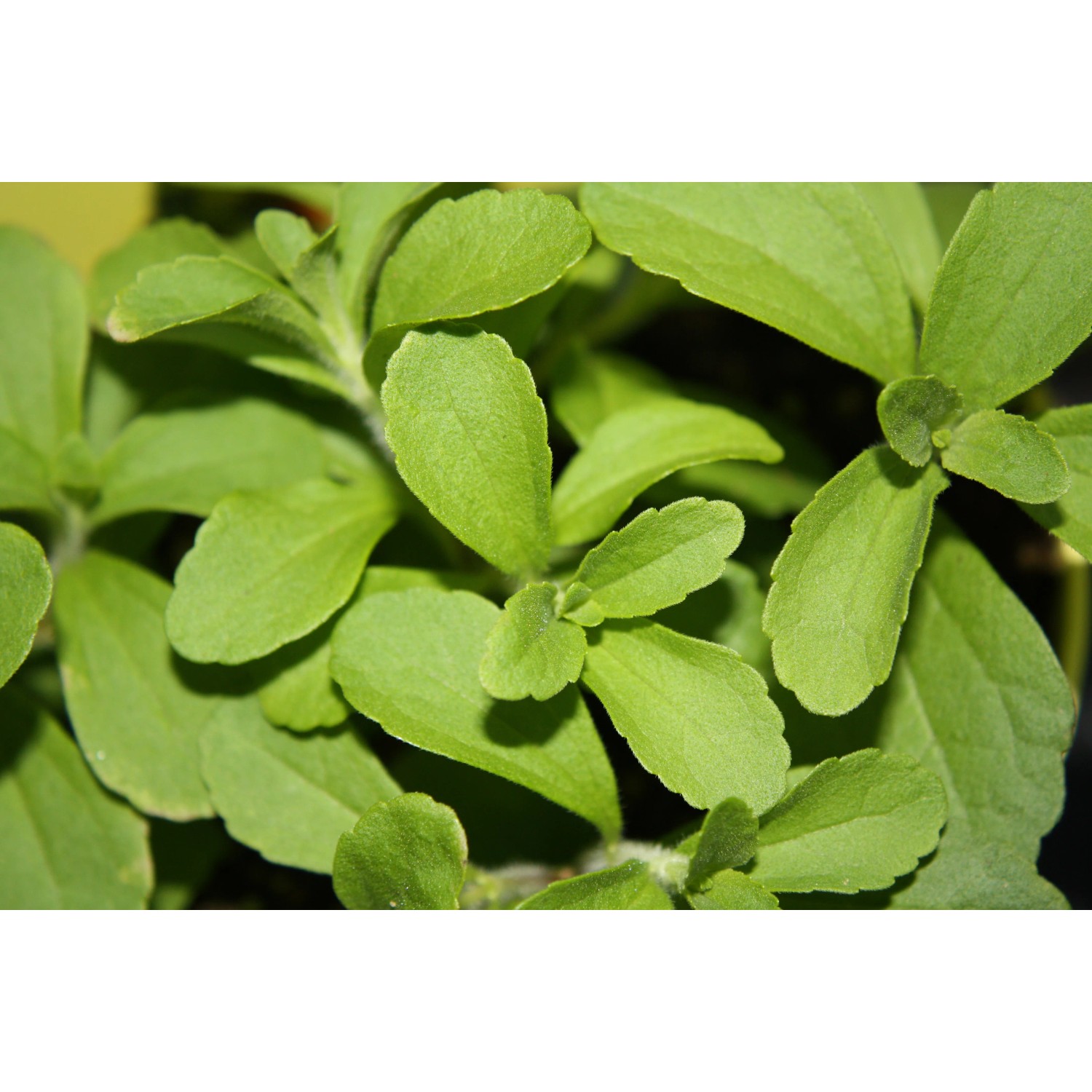 Frisches, grünes Süßkraut (Stevia) im Topf, ideal als natürlicher Zuckerersatz.