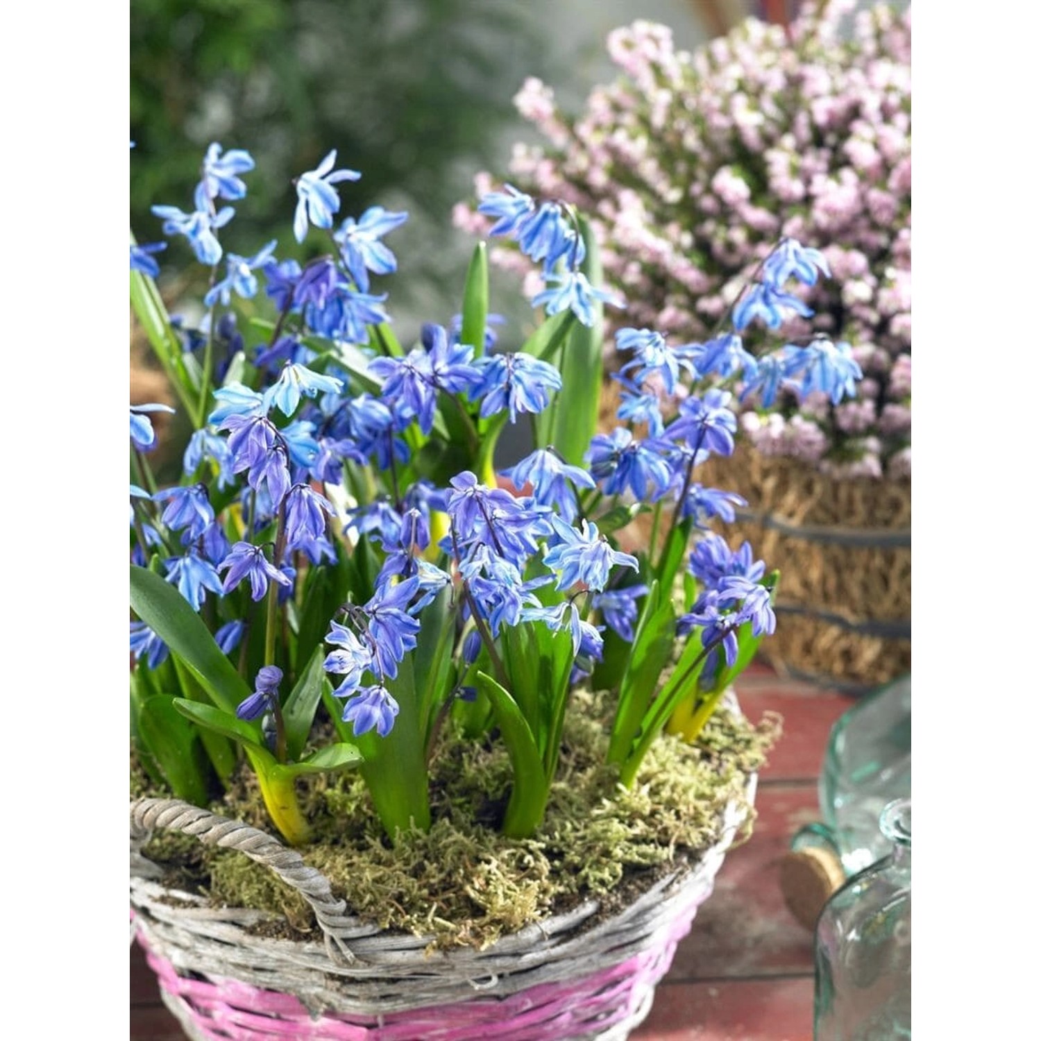 Scilla Siberica Spring Beauty Sibirischer Blaustern Ca. 9x9 cm Topf günstig online kaufen