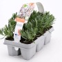 6er-Pack Lavendel White (Lavandula angustifolia) im Anzucht-Tray.