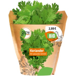 Bio Koriander im Topf von Grow by OBI, frisches Küchenkraut für vielseitige Gerichte.