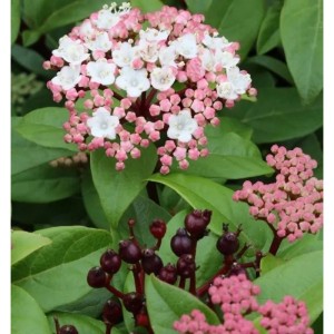 Blühender Mittelmeer-Schneeball 'Purpurea' als Hochstamm, ca. 60-80cm hoch.