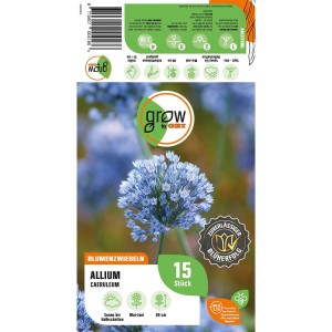 GROW by OBI Zierlauch Blau, Allium caeruleum, Blumenzwiebel mit blauen Blüten.
