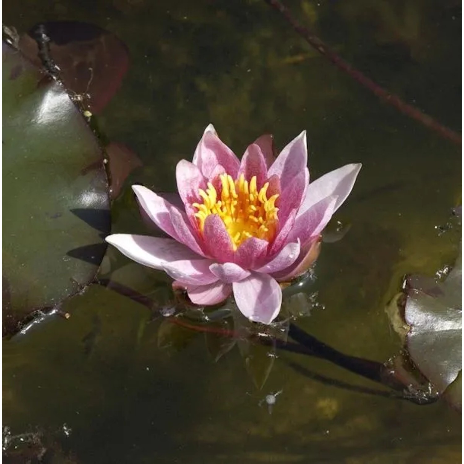 Seerose Froebeli - Nymphaea