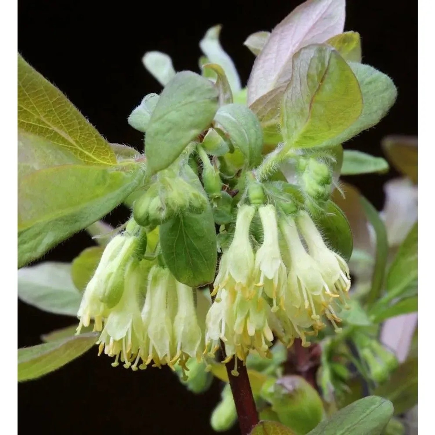 Heckenkirsche Eisbär 30-40cm - Lonicera kamtschatica