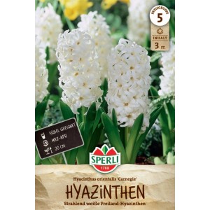 Sperli Hyazinthe Carnegie: weiße Blumenzwiebeln für Beet und Kübel.