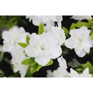 Nahaufnahme des Rhododendron Obtusum Schneeperle mit weißen Blüten und grünen Blättern.