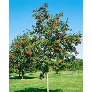 Sorbus Aria Mehlbeere (125–150 cm) mit roten Beeren und silbrig-weißen Blattunterseiten im Garten.