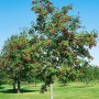 Sorbus Aria Mehlbeere (125–150 cm) mit roten Beeren und silbrig-weißen Blattunterseiten im Garten.