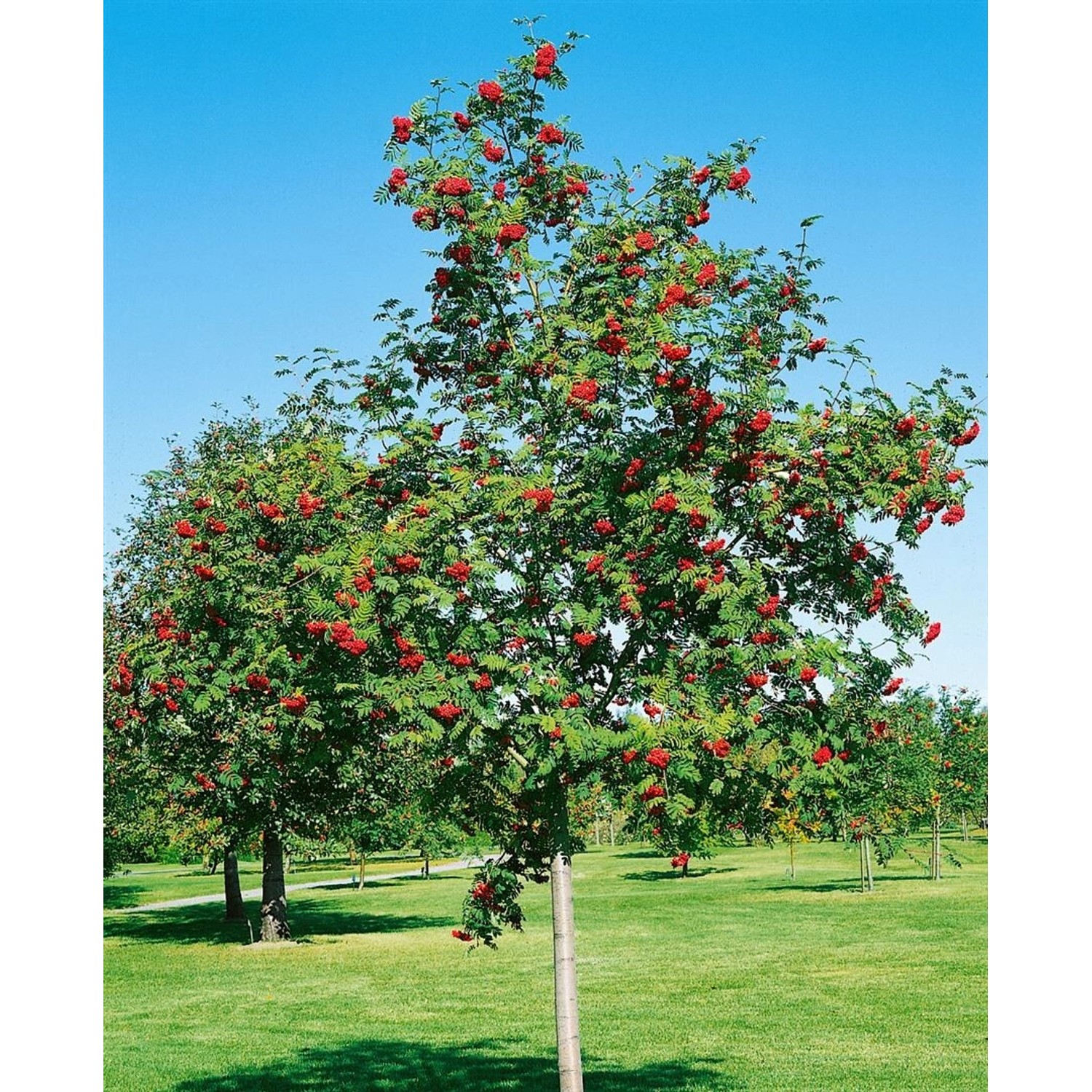 Sorbus Aria Mehlbeere 125–150 cm Silbrig-Weiße Blattunterseite günstig online kaufen
