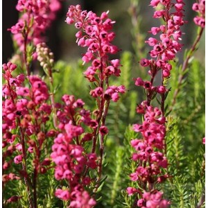 10 Englische Heide 'Kramers Rote' (Erica carnea) mit roten Blüten.
