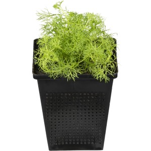 Gewöhnlicher Wasserhahnenfuß im Topf, eine grüne Teichpflanze für den Gartenteich.