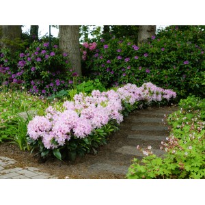 Rosa Rhododendron Dufthecke® als Beetbepflanzung im Garten, zarte Blüten. Rhododendron für Hecken.