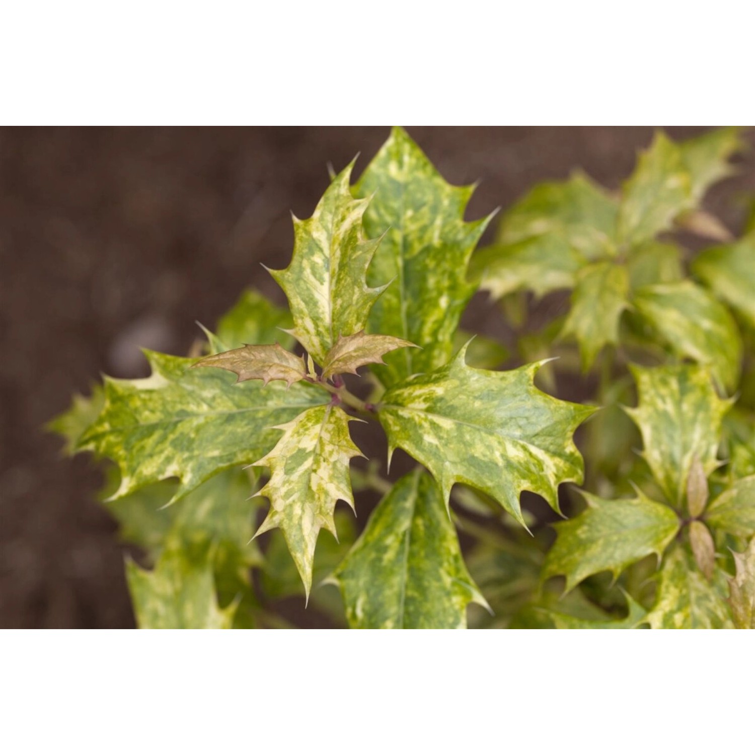 Osmanthus Heterophyllus Tricolor Duftblüte Buntes Laub 20–25 cm günstig online kaufen