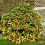 Japanische Aukube 'Crotonifolia' mit grün-gelben Blättern und roten Beeren im Garten.