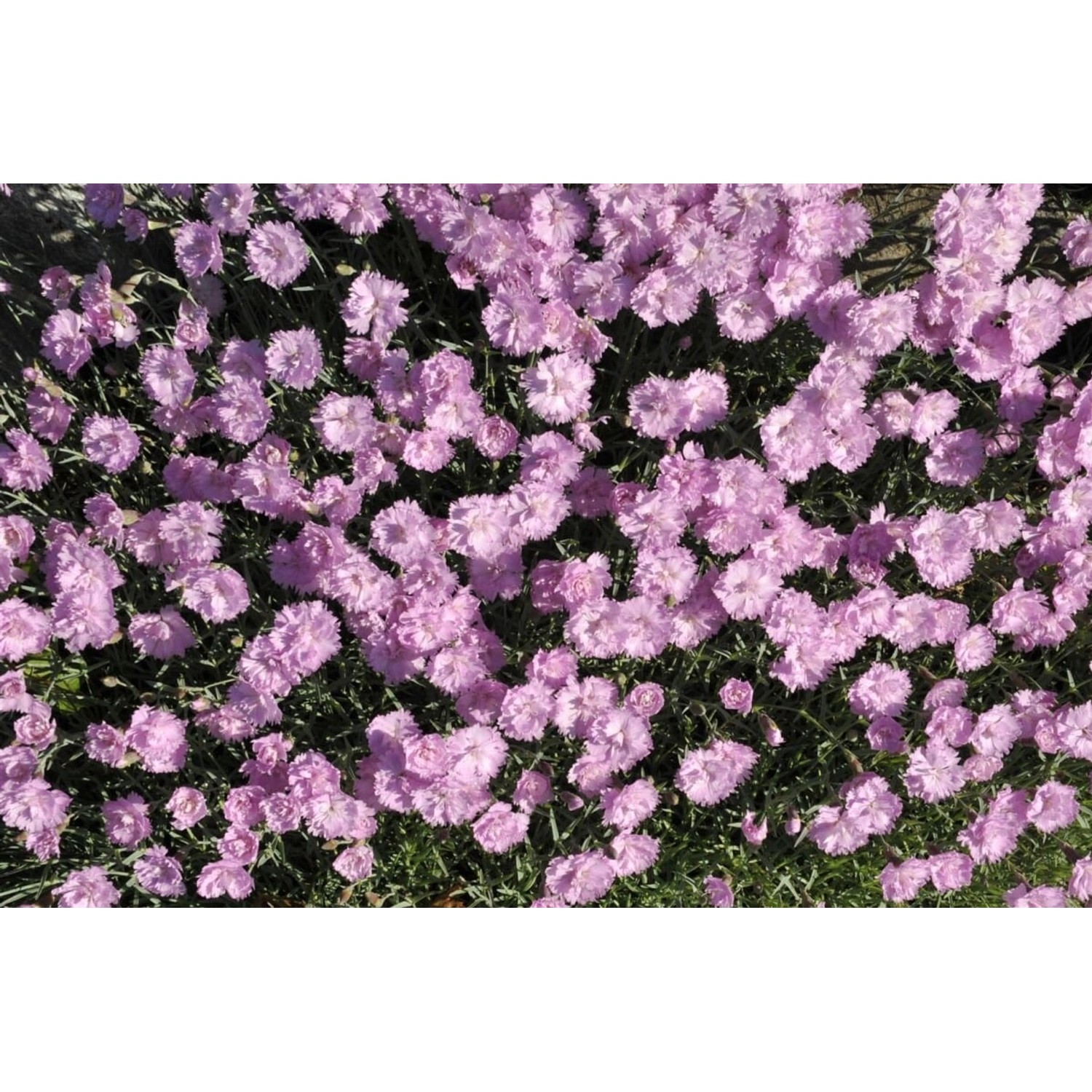 Dianthus Gratianop Pink Jewel Pfingstnelke Ca. 9x9 cm Topf günstig online kaufen