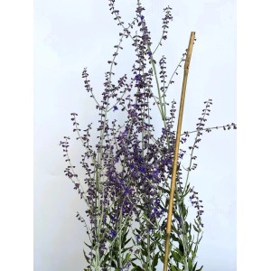 Blauraute Little Spire mit zarten blauvioletten Blüten und silbrig-grünem Laub, gestützt von einem Holzstab.