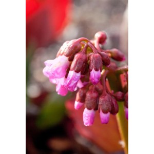 Nahaufnahme der rosa Blütenknospen einer Herzblatt-Bergenie (Bergenia Cordifolia Oeschberg).