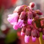 Nahaufnahme der rosa Blütenknospen einer Herzblatt-Bergenie (Bergenia Cordifolia Oeschberg).