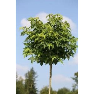 Pflanzen-Boering Kugel-Amberbaum, Stämmchen mit runder Krone und grünen Blättern vor blauem Himmel.